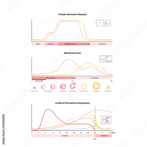 Hormones in pregnancy