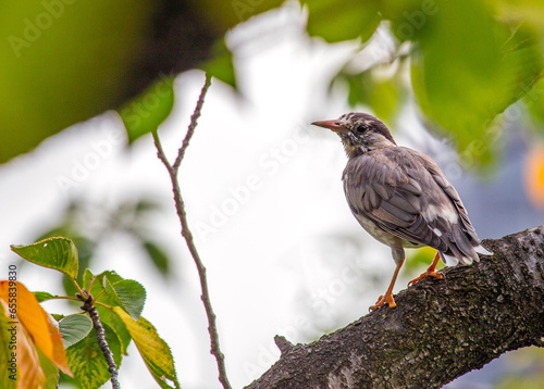 White-cheeked Starling (Spodiopsar cineraceus) Perched Outdoors photo