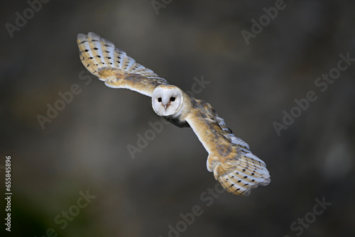 Schleiereule // Barn owl (Tyto alba) photo