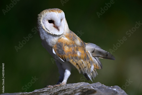 Schleiereule // Barn owl (Tyto alba) photo