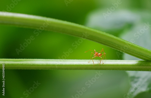 Selective focus Red ant alone holding on vine tree beautiful in nature background. © louisnina