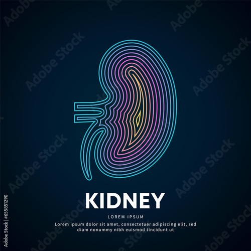 Human kidney medical structure. creative Vector logo kidney color silhouette on a dark background. EPS 10