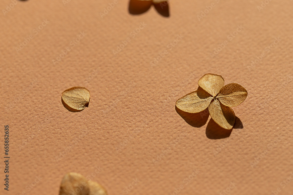 Dried autumn small hydrangea flowers on the beige background close up macro. Dried autumn small hydrangea flowers on the beige background close up macro.