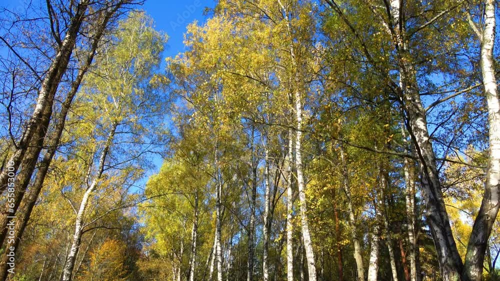Beautiful landscape in the autumn park Beautiful landscape in the autumn park