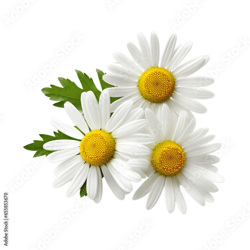 Three Daisies isolated on white background