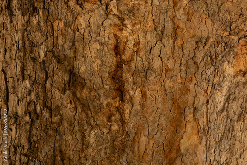 tree bark background