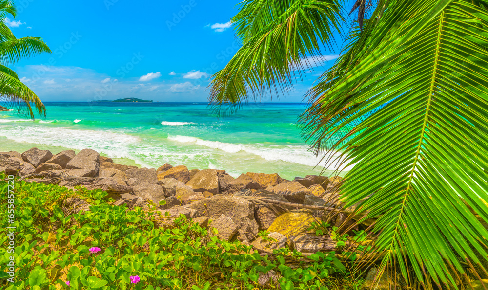Fototapeta premium Palm trees by the sea in Anse Kerlan