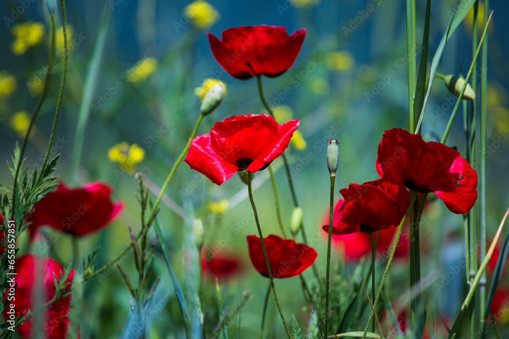 Fototapeta premium Red poppy field