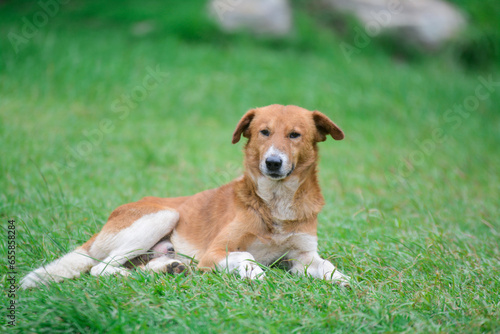 golden dog