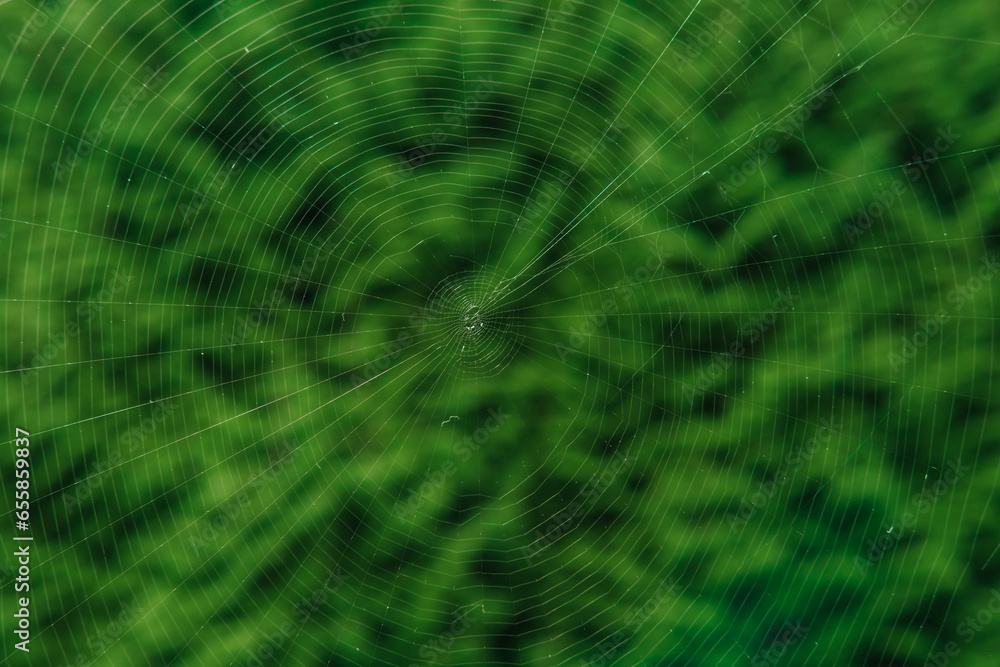 The spider web (cobweb) closeup background. The spider web (cobweb) closeup background.