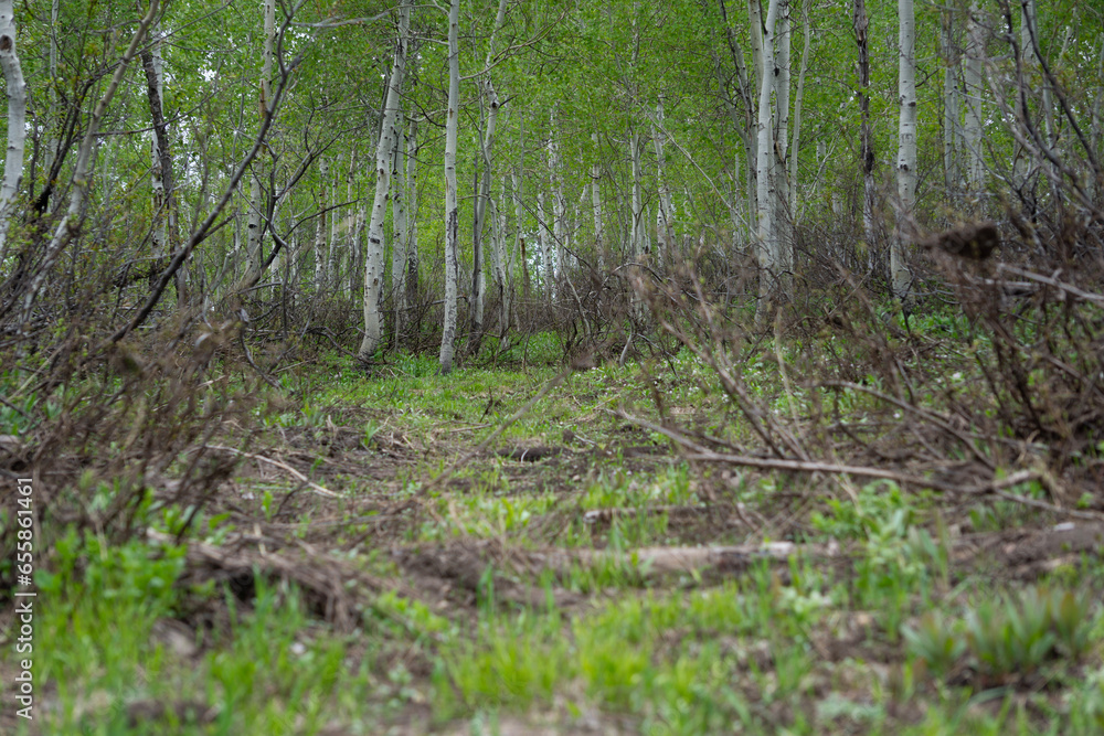 Obraz premium trees in a forest