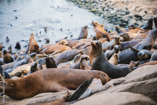 Seals and sea lions bask along the shores of Monterey in California.