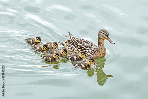Entenfamilie