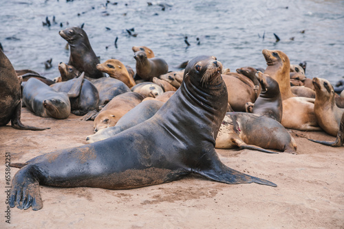 Seals and sea lions bask along the shores of Monterey in California.