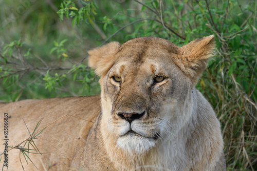 lioness resting in the savannah