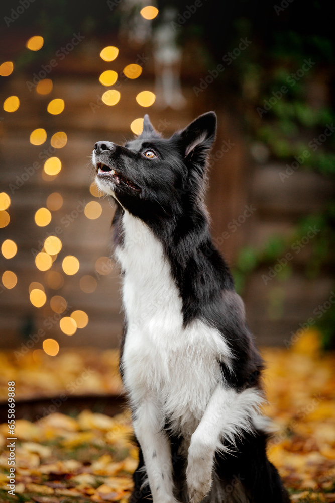 Halloween and Thanksgiving Holidays. Dog with pumpkins in the forest. Border Collie dog