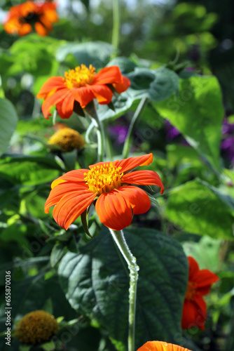 Closeup of Mexican Sunflower blooms, Derbyshire England 