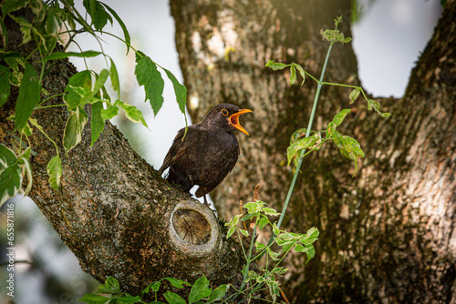 Amsel