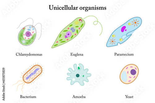 Unicellular organisms. Chlamydomonas, Euglena, Paramecium, Bacterium, Amoeba, Yeast. photo