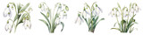 Snowdrop Botanical View On A Clean White Background Soft Watercolour Transparent Background