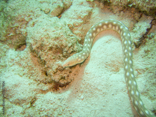 Schlangenaal an einem Riff vor Bonaire
