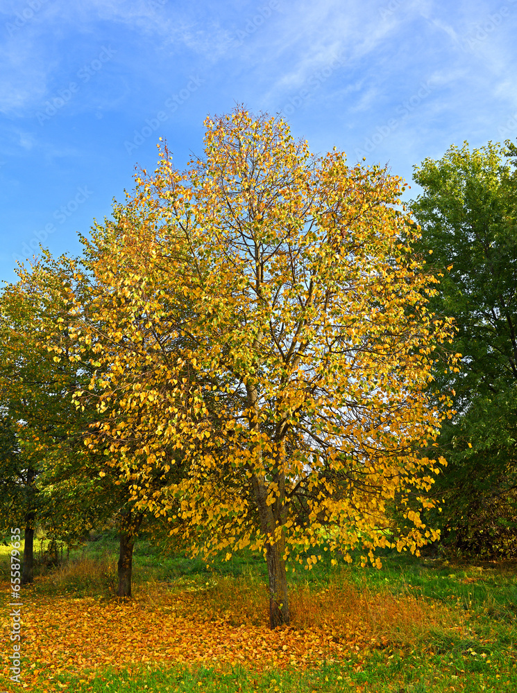 Autumn landscape. Golden tree in Mitino landscape park on sunny day, Moscow