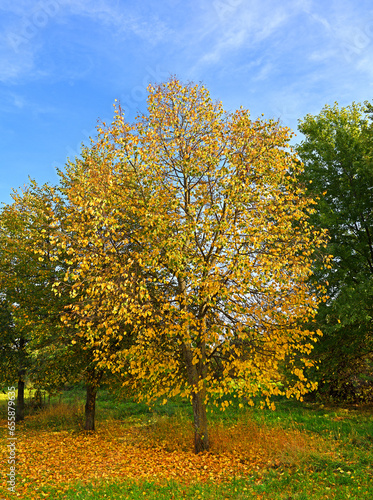 Autumn landscape. Golden tree in Mitino landscape park on sunny day, Moscow