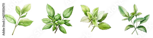 Stevia Botanical View On A Clean White Background Soft Watercolour Transparent Background