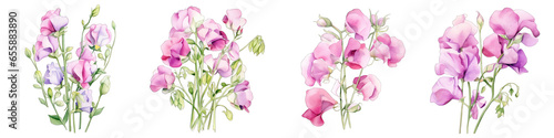 Sweet Pea Botanical View On A Clean White Background Soft Watercolour Transparent Background