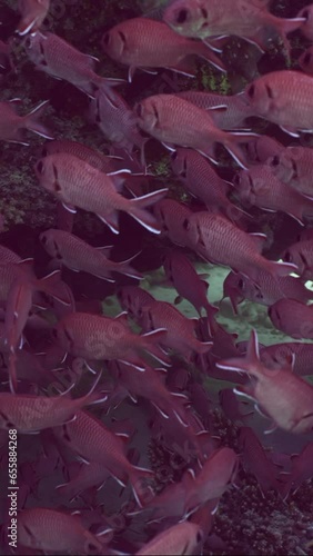 Vertical video, School of Blotcheye soldierfish or Squirrelfish (Myripristis berndti) hiding swims in shadow of coral cave on bright sunny day, Slow motion, Camer moving forwards  photo