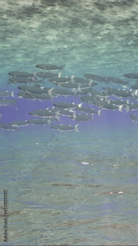 Vertical video, Large shoal of Mullet fish swimming in blue water between sandy bottom and surface sparkling in sun glare on sunny day, slow motion. photo