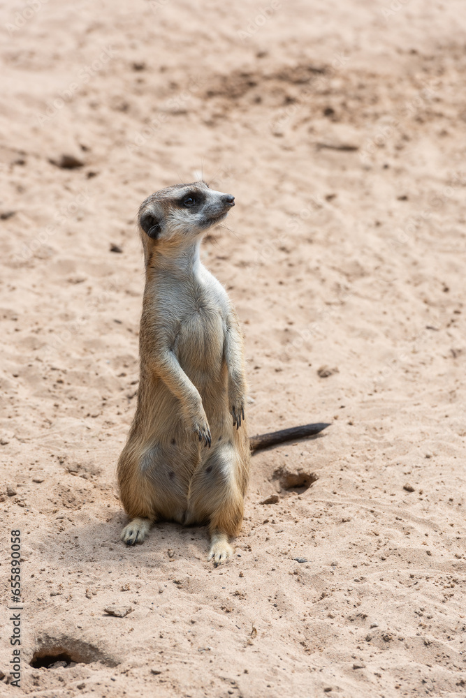 Fototapeta premium Cute meerkat stands on its hind legs on the sand