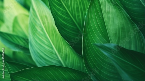 Green textured leaf of the plant: a natural eco background with abstract green stripes and vintage tone photo