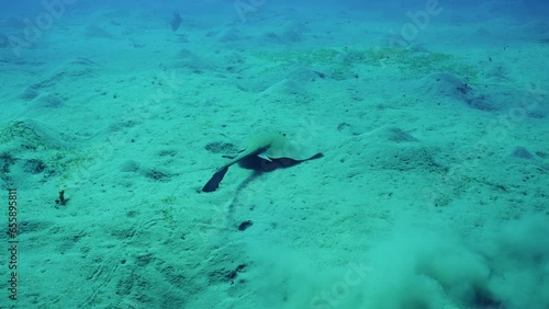 Сowtail Weralli stingray (Pastinachus sephen) swimming over sandy bottom on deep, Slow motion photo