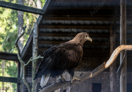 black kite in a sitting position close up