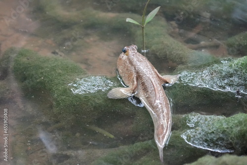 The giant mudskipper refers to several species of large, air-breathing fish belonging to the family Gobiidae and the subfamily Oxudercinae. |大彈塗魚 photo