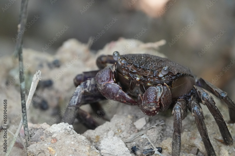 Episesarma is a genus of land crabs commonly known as 