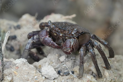 Episesarma is a genus of land crabs commonly known as "mangrove crabs" or "red-clawed crabs." These crabs are well adapted to life in mangrove ecosystems|Tree Climbing Crab 