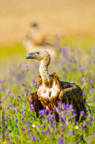 A griffon vulture on the ground in search of food in a field of flowers  in Extremadura, Spain