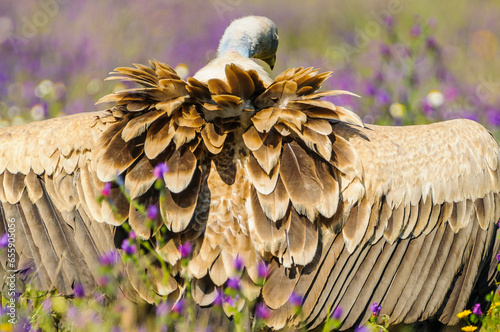 A griffon vulture on the ground in search of food in a field of flowers  in Extremadura, Spain