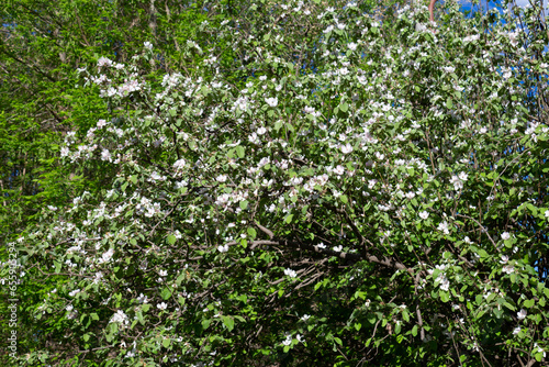 Fototapeta Naklejka Na Ścianę i Meble -  top of the flowered quince tree
