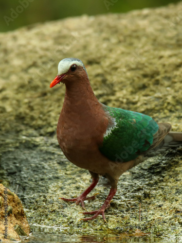 Emerald pigeon in the forest of Thailand