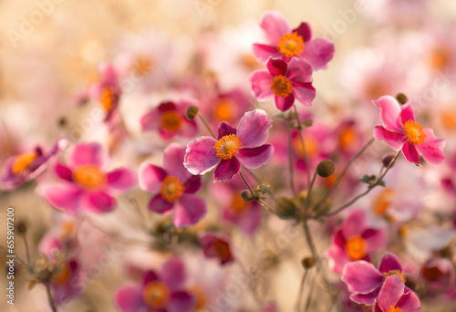 Fototapeta Naklejka Na Ścianę i Meble -  Różowe kwiaty Zawilców japońskich. Anemony.