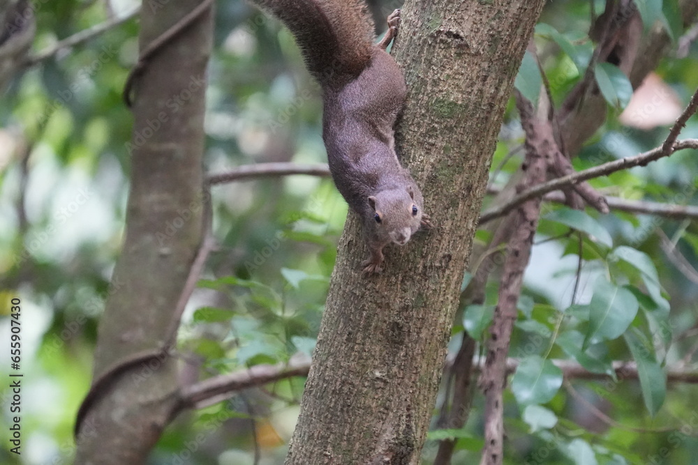 The plantain squirrel, scientifically known as Callosciurus notatus.These squirrels are known for their active and agile behavior, as well as their ability to inhabit urban and forested environments.