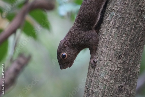 The plantain squirrel, scientifically known as Callosciurus notatus.These squirrels are known for their active and agile behavior, as well as their ability to inhabit urban and forested environments. photo