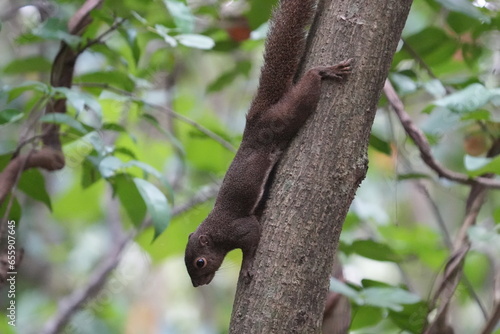The plantain squirrel, scientifically known as Callosciurus notatus.These squirrels are known for their active and agile behavior, as well as their ability to inhabit urban and forested environments.
