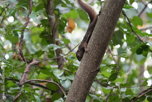 Foto The plantain squirrel, scientifically known as Callosciurus notatus