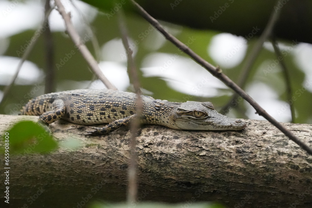 Naklejka premium A baby saltwater crocodile, scientifically known as Crocodylus porosus, is an adorable yet potentially dangerous reptile. Saltwater crocodiles are the largest living reptiles in the world.|河口鱷|灣鱷