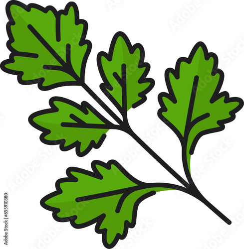 Green coriander or parsley, herb seasoning food condiment outline icon. Vector fresh coriander aromatic herb spice, herbal plant twig