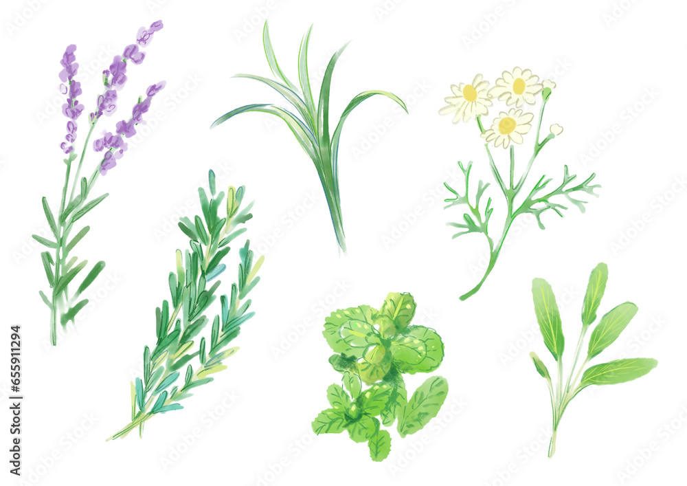 Naklejka premium いろんな美しいハーブの手描き水彩イラスト